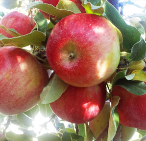 Educating CHildren|Preschool|Maths|food|Counting Apples